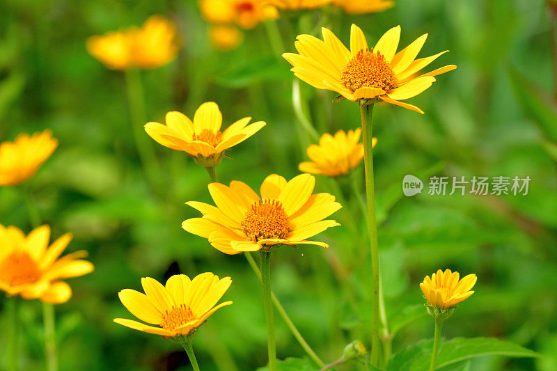 Heliopsis helianthides / Oxeye雏菊花